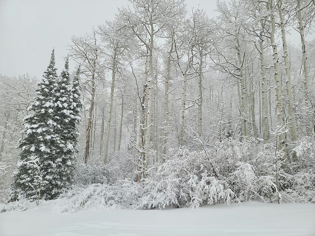 Snow covered aspen trees in a quiet winter forest
